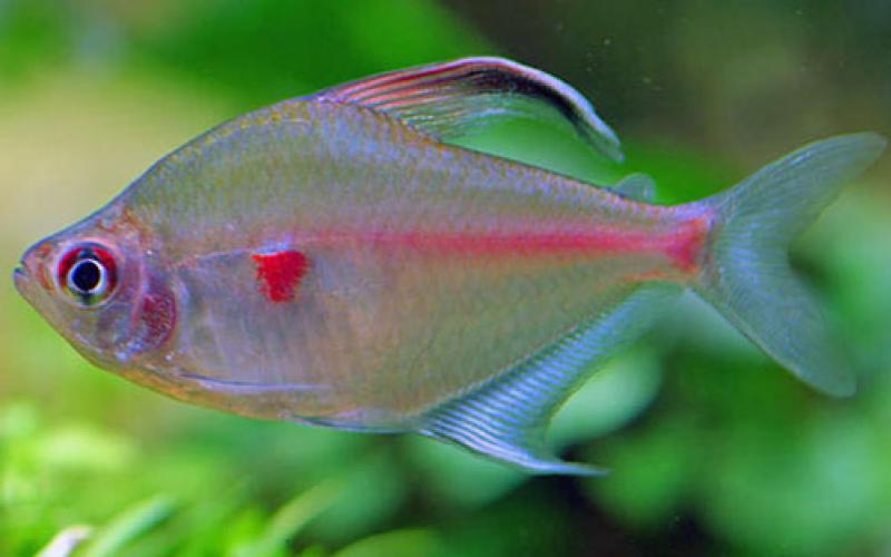 Орнатус: красивая неприхотливая рыбка для вашего аквариума