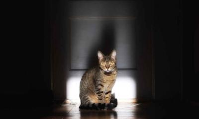 Энциклопедия о домашних животных Почему кот будит по ночам